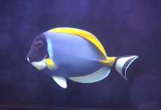 画像2: 【海水魚・ハギ】【通販】状態良好♪パウダーブルータン（Lサイズ）(個体販売）（±14-15cm） No.2（生体）(海水魚) (2)