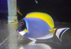 画像1: 【海水魚・ハギ】【通販】状態良好♪パウダーブルータン（Lサイズ）(個体販売）（±14-15cm） No.3（生体）(海水魚) (1)