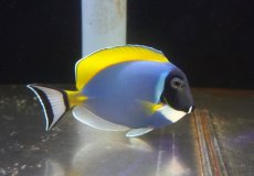 画像2: 【海水魚・ハギ】【通販】状態良好♪パウダーブルータン（Lサイズ）(個体販売）（±14-15cm） No.3（生体）(海水魚) (2)