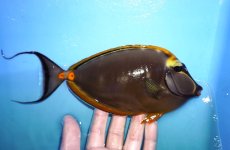画像2: 【海水魚・ハギ】【通販】状態良好♪【インド洋産】インドミヤコテングハギ（XLサイズ）(個体販売）（±25cm） （生体）(海水魚) (2)