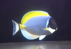 画像1: 【海水魚・ハギ】【通販】人工飼料OK♪パウダーブルータン（XLサイズ）(個体販売）（±18-19cm） No.4（生体）(海水魚) (1)