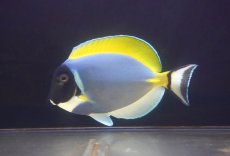 画像2: 【海水魚・ハギ】【通販】人工飼料OK♪パウダーブルータン（XLサイズ）(個体販売）（±18-19cm） No.4（生体）(海水魚) (2)