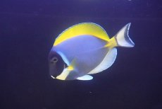画像1: 【海水魚・ハギ】【通販】人工飼料OK♪パウダーブルータン（Lサイズ）(個体販売）（±14-15cm） No.5（生体）(海水魚) (1)