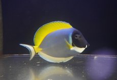 画像2: 【海水魚・ハギ】【通販】人工飼料OK♪パウダーブルータン（Lサイズ）(個体販売）（±14-15cm） No.5（生体）(海水魚) (2)