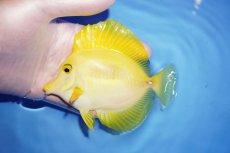画像1: 【海水魚・ハギ】【通販】人工飼料OK/飼い込み個体♪キイロハギ（Lサイズ）(個体販売）（±12cm） （生体）(海水魚) (1)