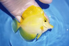 画像2: 【海水魚・ハギ】【通販】人工飼料OK/飼い込み個体♪キイロハギ（Lサイズ）(個体販売）（±12cm） （生体）(海水魚) (2)