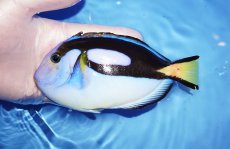画像1: 【海水魚・ハギ】【通販】人工飼料OK/背ビレ難アリ特価！ナンヨウハギ（Lサイズ）(個体販売）（±15cm） （生体）(海水魚) (1)
