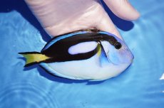 画像2: 【海水魚・ハギ】【通販】人工飼料OK/背ビレ難アリ特価！ナンヨウハギ（Lサイズ）(個体販売）（±15cm） （生体）(海水魚) (2)