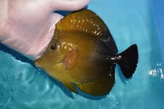 画像1: 【ウィンターセール 10％OFF対象商品】 【海水魚・ハギ】【通販】状態良好♪ゴマハギ（XLサイズ）(個体販売）（±16cm） （生体）(海水魚) (1)