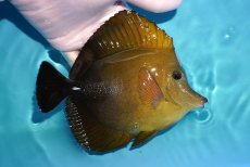 画像2: 【ウィンターセール 10％OFF対象商品】 【海水魚・ハギ】【通販】状態良好♪ゴマハギ（XLサイズ）(個体販売）（±16cm） （生体）(海水魚) (2)