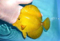 画像1: 【ウィンターセール 10％OFF対象商品】 【海水魚・ハギ】【通販】状態良好♪ゴマハギ/イエロー（XLサイズ）(個体販売）（±15cm） （生体）(海水魚) (1)