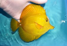 画像2: 【ウィンターセール 10％OFF対象商品】 【海水魚・ハギ】【通販】状態良好♪ゴマハギ/イエロー（XLサイズ）(個体販売）（±15cm） （生体）(海水魚) (2)