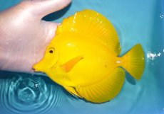 画像1: 【ウィンターセール 10％OFF対象商品】 【海水魚・ハギ】【通販】状態良好♪キイロハギ（XLサイズ）(個体販売）（±16.5cm） （生体）(海水魚) (1)