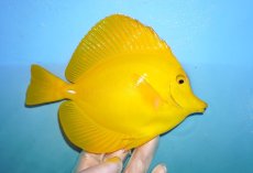 画像2: 【ウィンターセール 10％OFF対象商品】 【海水魚・ハギ】【通販】状態良好♪キイロハギ（XLサイズ）(個体販売）（±16.5cm） （生体）(海水魚) (2)