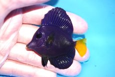 画像1: 【ウィンターセール 10％OFF対象商品】 【海水魚・ハギ】【通販】人工飼料OK♪パープルタン（Sサイズ/紅海産）(個体販売）（±6cm） （生体）(海水魚) (1)