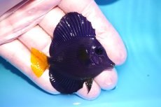 画像2: 【ウィンターセール 10％OFF対象商品】 【海水魚・ハギ】【通販】人工飼料OK♪パープルタン（Sサイズ/紅海産）(個体販売）（±6cm） （生体）(海水魚) (2)