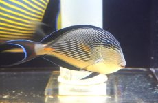 画像1: 【ウィンターセール 10％OFF対象商品】 【海水魚・ハギ】【通販】人工飼料OK♪ソハールサージョン（Mサイズ/紅海産）(個体販売）（±15cm） No.1（生体）(海水魚) (1)