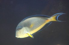 画像2: 【ウィンターセール 10％OFF対象商品】 【海水魚・ハギ】【通販】人工飼料OK♪ソハールサージョン（Mサイズ/紅海産）(個体販売）（±15cm） No.1（生体）(海水魚) (2)