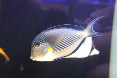 画像1: 【ウィンターセール 10％OFF対象商品】 【海水魚・ハギ】【通販】人工飼料OK♪ソハールサージョン（SMサイズ/紅海産）(個体販売）（±10cm） No.2（生体）(海水魚) (1)