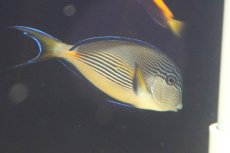 画像2: 【ウィンターセール 10％OFF対象商品】 【海水魚・ハギ】【通販】人工飼料OK♪ソハールサージョン（SMサイズ/紅海産）(個体販売）（±10cm） No.2（生体）(海水魚) (2)