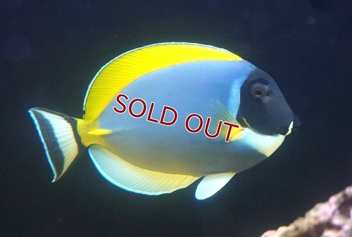 画像1: 【決算セール クーポンご利用で更に10％OFF対象商品】 【海水魚・ハギ】【通販】状態良好♪パウダーブルータン（XLサイズ）(個体販売）（±20cm） （生体）(海水魚) (1)