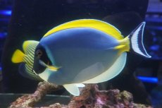 画像2: 【決算セール クーポンご利用で更に10％OFF対象商品】 【海水魚・ハギ】【通販】状態良好♪パウダーブルータン（XLサイズ）(個体販売）（±20cm） （生体）(海水魚) (2)