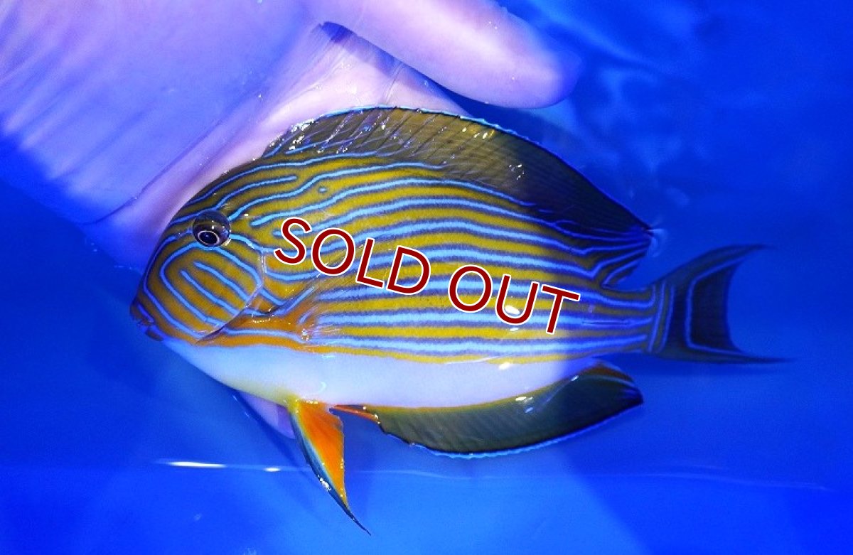 画像1: 【海水魚・ハギ】【通販】状態良好♪ニジハギ（Lサイズ）(個体販売）（±17cm） （生体）(海水魚) (1)