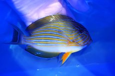 画像2: 【決算セール クーポンご利用で更に10％OFF対象商品】 【海水魚・ハギ】【通販】状態良好♪ニジハギ（Lサイズ）(個体販売）（±17cm） （生体）(海水魚) (2)