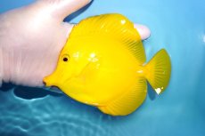画像1: 【決算セール クーポンご利用で更に10％OFF対象商品】 【海水魚・ハギ】【通販】【沖縄産ハンドコート物】キイロハギ（Ｌサイズ）(個体販売）（±14cm） No.1（生体）(海水魚) (1)