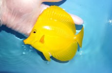 画像1: 【決算セール クーポンご利用で更に10％OFF対象商品】 【海水魚・ハギ】【通販】【沖縄産ハンドコート物】キイロハギ（Ｌサイズ）(個体販売）（±14cm） No.2（生体）(海水魚) (1)