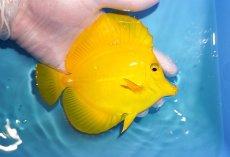 画像2: 【決算セール クーポンご利用で更に10％OFF対象商品】 【海水魚・ハギ】【通販】【沖縄産ハンドコート物】キイロハギ（Ｌサイズ）(個体販売）（±14cm） No.2（生体）(海水魚) (2)