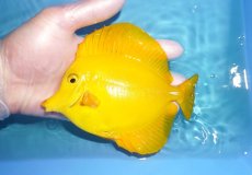 画像1: 【決算セール クーポンご利用で更に10％OFF対象商品】 【海水魚・ハギ】【通販】【沖縄産ハンドコート物】キイロハギ（Ｌサイズ）(個体販売）（±14cm） No.3（生体）(海水魚) (1)