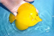 画像2: 【決算セール クーポンご利用で更に10％OFF対象商品】 【海水魚・ハギ】【通販】【沖縄産ハンドコート物】キイロハギ（Ｌサイズ）(個体販売）（±14cm） No.3（生体）(海水魚) (2)