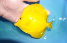 画像1: 【決算セール クーポンご利用で更に10％OFF対象商品】 【海水魚・ハギ】【通販】【沖縄産ハンドコート物】キイロハギ（Ｌサイズ）(個体販売）（±14cm） No.4（生体）(海水魚) (1)