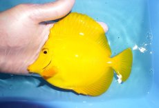 画像1: 【決算セール クーポンご利用で更に10％OFF対象商品】 【海水魚・ハギ】【通販】【沖縄産ハンドコート物】キイロハギ（Ｌサイズ）(個体販売）（±15cm） No.5（生体）(海水魚) (1)