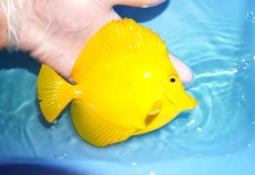 画像2: 【決算セール クーポンご利用で更に10％OFF対象商品】 【海水魚・ハギ】【通販】【沖縄産ハンドコート物】キイロハギ（Ｌサイズ）(個体販売）（±15cm） No.5（生体）(海水魚) (2)