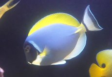 画像1: 【決算セール クーポンご利用で更に10％OFF対象商品】 【海水魚・ハギ】【通販】人工飼料OK♪パウダーブルータン（XLサイズ）(個体販売）（±20cm） （生体）(海水魚) (1)