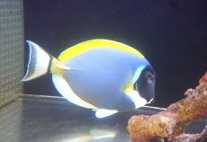 画像2: 【決算セール クーポンご利用で更に10％OFF対象商品】 【海水魚・ハギ】【通販】人工飼料OK♪パウダーブルータン（XLサイズ）(個体販売）（±20cm） （生体）(海水魚) (2)