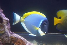 画像3: 【決算セール クーポンご利用で更に10％OFF対象商品】 【海水魚・ハギ】【通販】人工飼料OK♪パウダーブルータン（XLサイズ）(個体販売）（±20cm） （生体）(海水魚) (3)