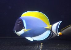 画像1: 【決算セール クーポンご利用で更に10％OFF対象商品】 【海水魚・ハギ】【通販】状態良好♪パウダーブルータン（XLサイズ）(個体販売）（±20cm） No.2（生体）(海水魚) (1)