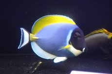 画像2: 【決算セール クーポンご利用で更に10％OFF対象商品】 【海水魚・ハギ】【通販】状態良好♪パウダーブルータン（XLサイズ）(個体販売）（±20cm） No.2（生体）(海水魚) (2)