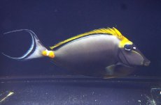 画像1: 【決算セール クーポンご利用で更に10％OFF対象商品】 【海水魚・ハギ】【通販】状態良好♪インドミヤコテングハギ（XXLサイズ）(個体販売）（±24-25cm） （生体）(海水魚) (1)