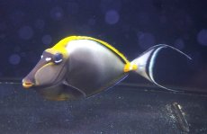 画像2: 【決算セール クーポンご利用で更に10％OFF対象商品】 【海水魚・ハギ】【通販】状態良好♪インドミヤコテングハギ（XXLサイズ）(個体販売）（±24-25cm） （生体）(海水魚) (2)