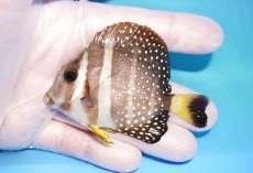 画像1: 【海水魚・ハギ】人工飼料OK♪ゴマニザ（ホワイトスポッテッドサージョン）(個体販売）（±8cm）No.1（生体）(海水魚) (1)