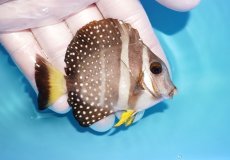 画像2: 【海水魚・ハギ】人工飼料OK♪ゴマニザ（ホワイトスポッテッドサージョン）(個体販売）（±8cm）No.1（生体）(海水魚) (2)