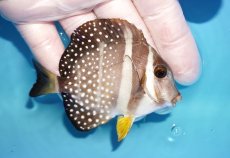 画像2: 【海水魚・ハギ】人工飼料OK♪ゴマニザ（ホワイトスポッテッドサージョン）(個体販売）（±9cm）No.2（生体）(海水魚) (2)