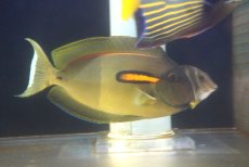 画像1: 【10%OFF対象商品30周年セール】 【海水魚・ハギ】人工飼料OK♪モンツキハギ（ML/インド洋産）(個体販売）（±19-20cm）（生体）(海水魚) (1)