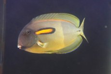 画像2: 【10%OFF対象商品30周年セール】 【海水魚・ハギ】人工飼料OK♪モンツキハギ（ML/インド洋産）(個体販売）（±19-20cm）（生体）(海水魚) (2)