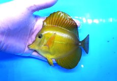 画像1: 【10%OFF対象商品30周年セール】 【海水魚・ハギ】【通販】状態良好♪【沖縄産】ゴマハギ（イエロー）MLサイズ(個体販売）（±13cm）No.1（生体）(海水魚) (1)