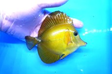 画像2: 【10%OFF対象商品30周年セール】 【海水魚・ハギ】【通販】状態良好♪【沖縄産】ゴマハギ（イエロー）MLサイズ(個体販売）（±13cm）No.1（生体）(海水魚) (2)